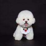 Ropa Mascota Bufanda Santa Cruz