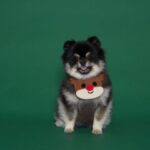 Ropa Mascota Bufanda Nariz Rojo