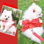 Correa De Mascotas Rojo De Puntitos