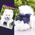 Correa De Mascotas Azul De Puntitos