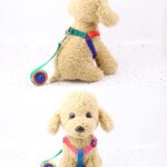 Correa De Mascotas de Colores